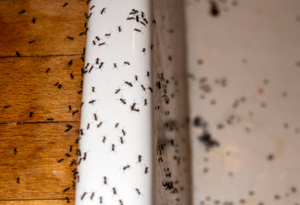 Best Termite Control Services  in Walsenburg, CO