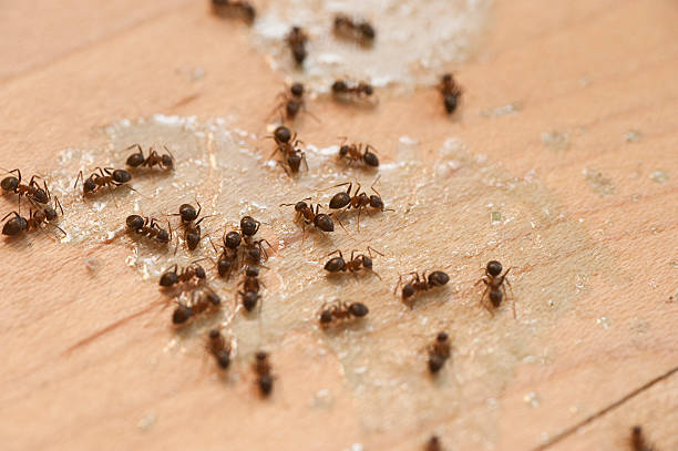 Best Exterminator Services  in Walsenburg, CO